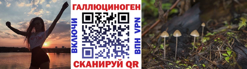 Псилоцибиновые грибы Cubensis  Нерехта 
